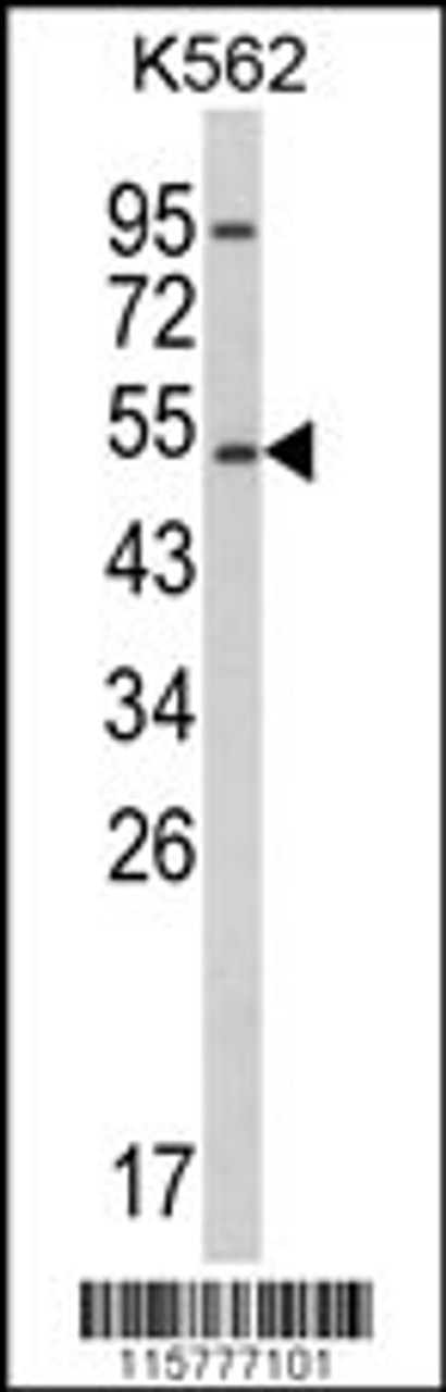 Western blot analysis of CYP2E1 Antibody in K562 cell line lysates (35ug/lane)