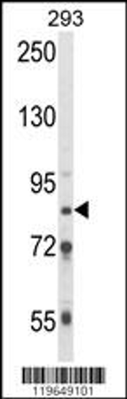 Western blot analysis of TARSL2 Antibody in 293 cell line lysates (35ug/lane)