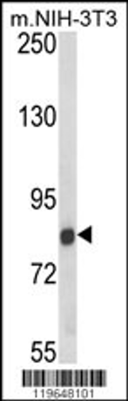 Western blot analysis of TARSL2 Antibody in NIH-3T3 cell line lysates (35ug/lane)