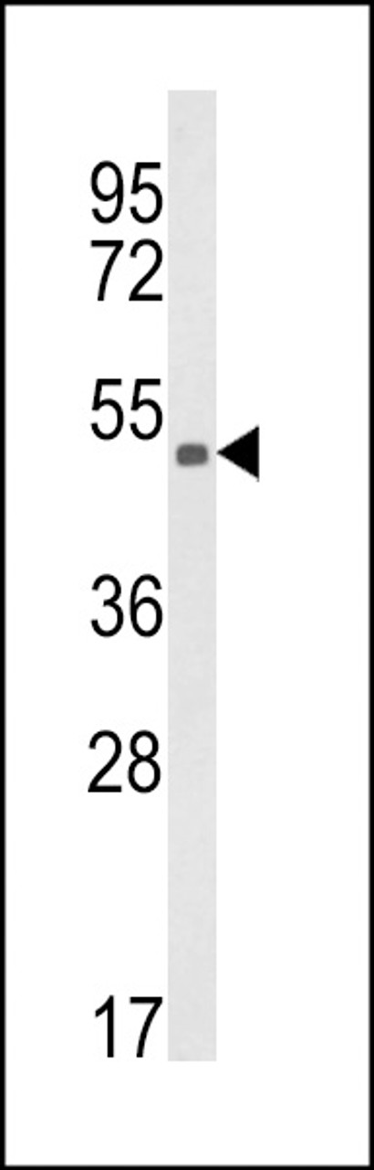 Western blot analysis of KMO Antibody in CEM cell line lysates (35ug/lane)