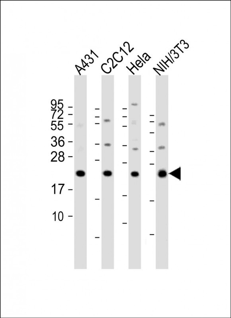 Western Blot at 1:2000 dilution Lane 1: A431 whole cell lysate Lane 2: C2C12 whole cell lysate Lane 3: Hela whole cell lysate Lane 4: NIH/3T3 whole cell lysate Lysates/proteins at 20 ug per lane.