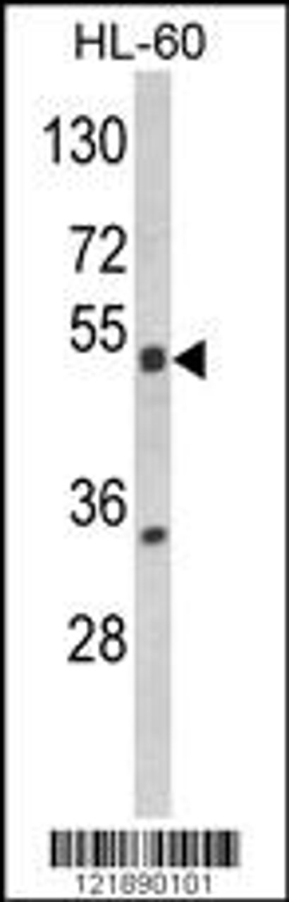 Western blot analysis of NR1I2 Antibody in HL-60 cell line lysates (35ug/lane)