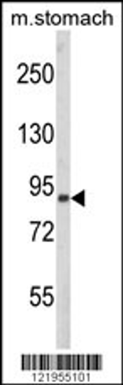 Western blot analysis of PARD3 Antibody in mouse stomach tissue lysates (35ug/lane)