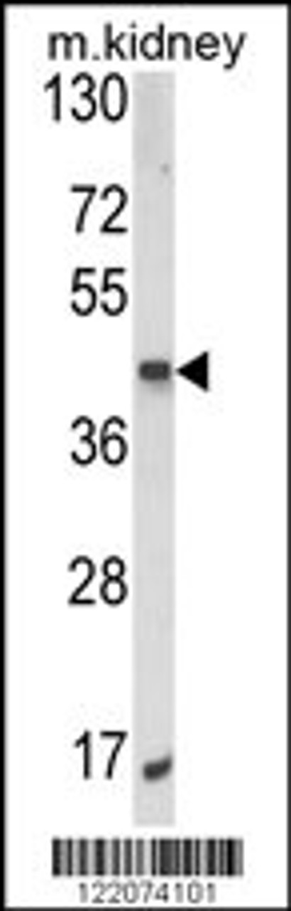 Western blot analysis of ALKBH3 Antibody in mouse kidney tissue lysates (35ug/lane)