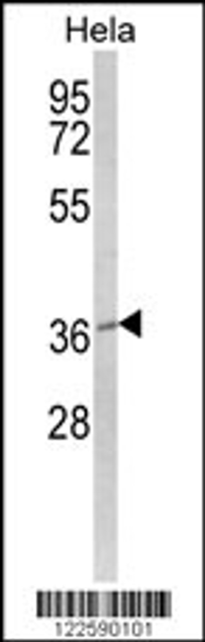 Western blot analysis of MOSC2 Antibody in Hela cell line lysates (35ug/lane)