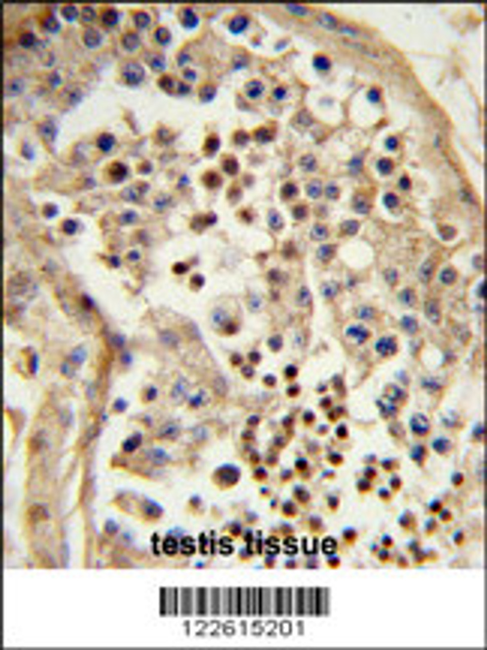 Formalin-fixed and paraffin-embedded human testis tissue reacted with C10orf27 Antibody, which was peroxidase-conjugated to the secondary antibody, followed by DAB staining.