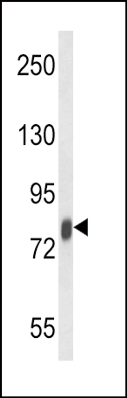 Western blot analysis of LTF Antibody in mouse spleen tissue lysates (35ug/lane)