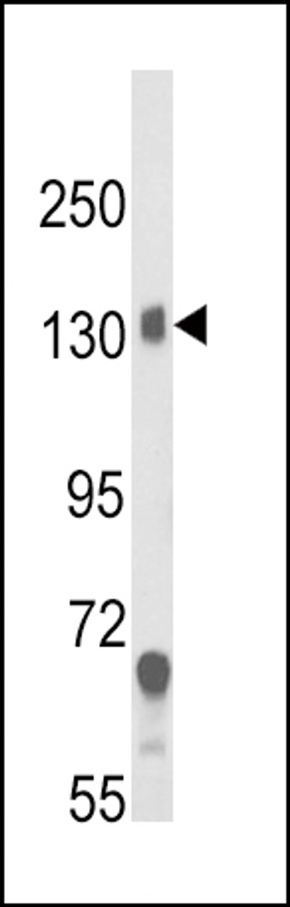 Western blot analysis of CACNA2D1 Antibody in mouse brain tissue lysates (35ug/lane)