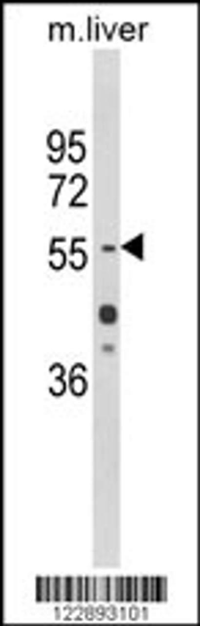 Western blot analysis of HNF1A Antibody in mouse liver tissue lysates (35ug/lane)