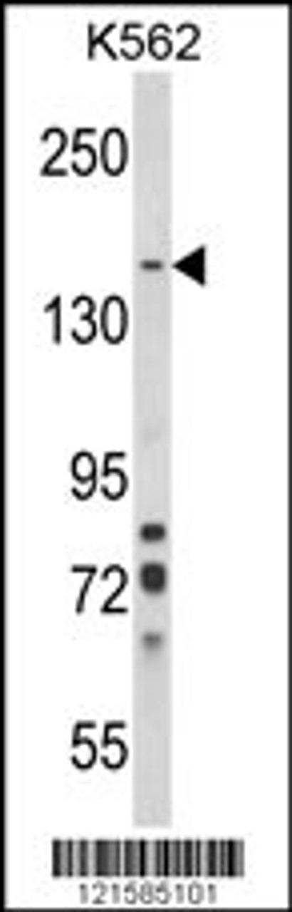 Western blot analysis of SORCS1 Antibody in K562 cell line lysates (35ug/lane)