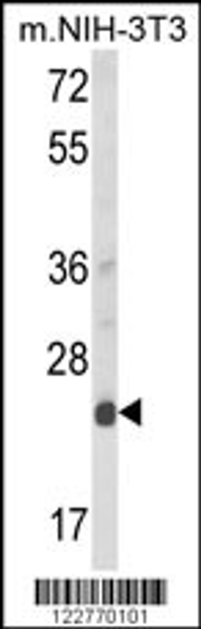 Western blot analysis of DERL1 Antibody in mouse NIH-3T3 cell line lysates (35ug/lane)