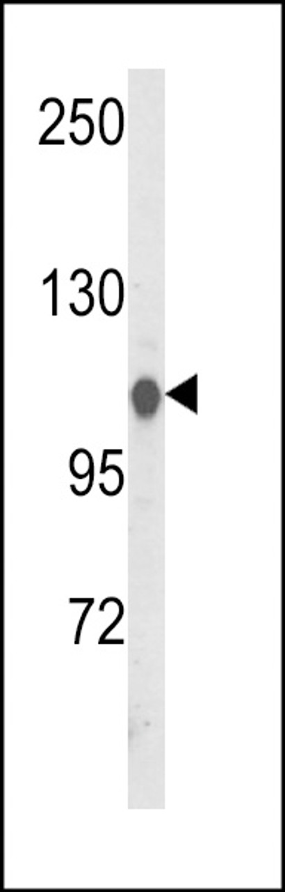Western blot analysis of HSPA4L Antibody in Hela cell line lysates (35ug/lane)