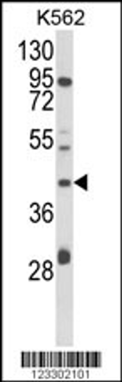 Western blot analysis of COQ3 Antibody in K562 cell line lysates (35ug/lane)