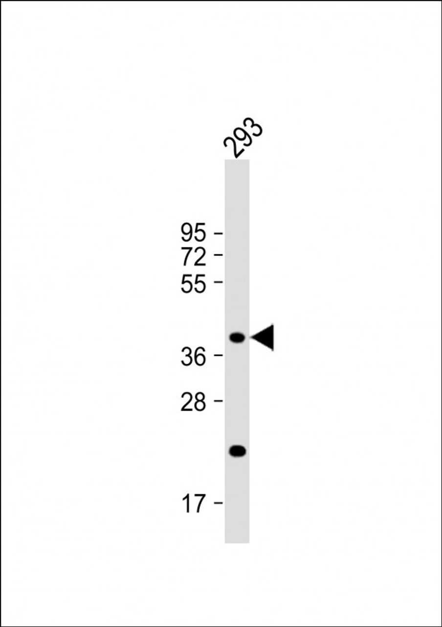 Western Blot at 1:1000 dilution + 293 whole cell lysate Lysates/proteins at 20 ug per lane.