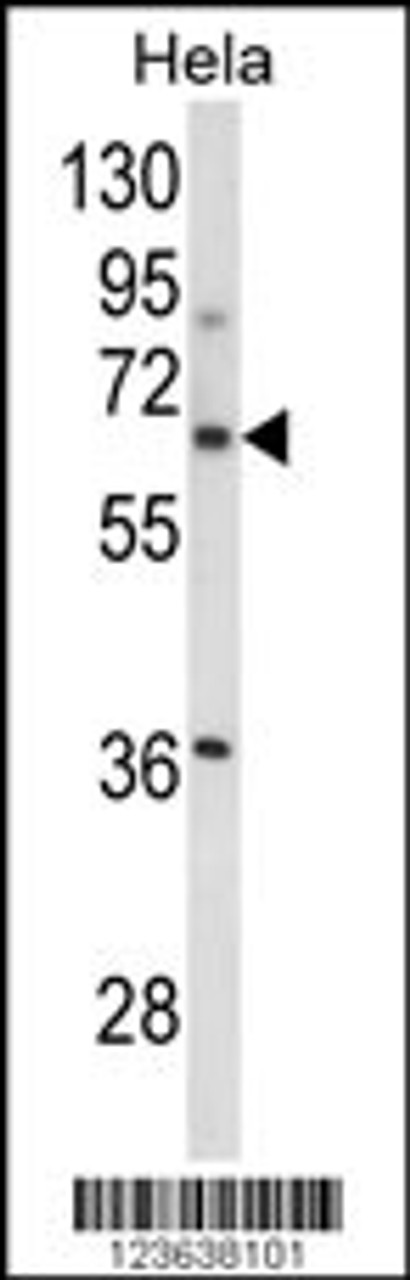 Western blot analysis of ITGBL1 Antibody in Hela cell line lysates (35ug/lane)