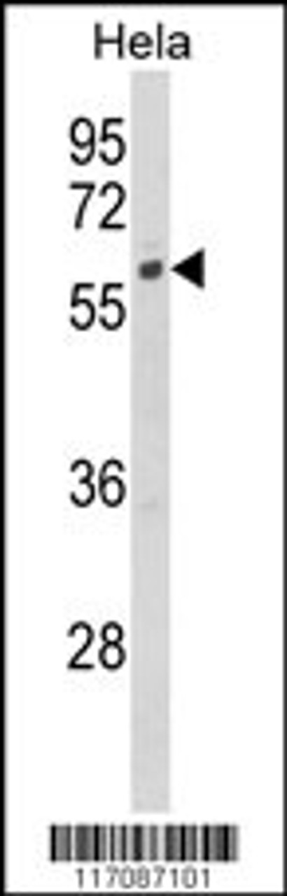 Western blot analysis of CYP7B1 Antibody in Hela cell line lysates (35ug/lane)