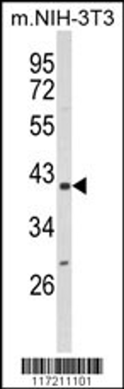 Western blot analysis of PPID Antibody in NIH-3T3 cell line lysates (35ug/lane)
