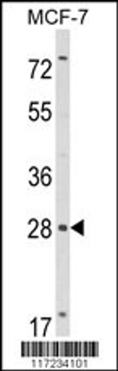 Western blot analysis of RASL11B Antibody in MCF-7 cell line lysates (35ug/lane)