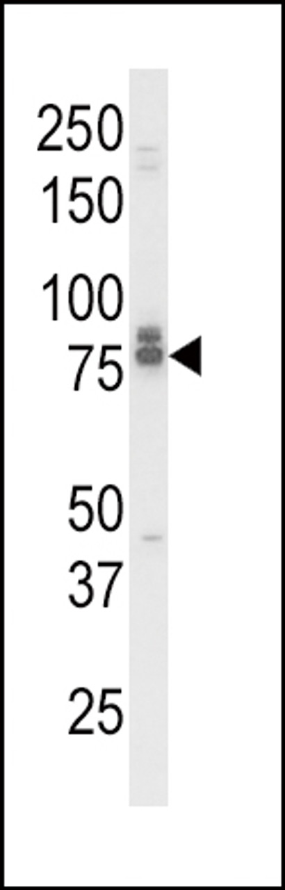 Western blot analysis of IL18RAP Antibody in K562 cell line lysates (35ug/lane)