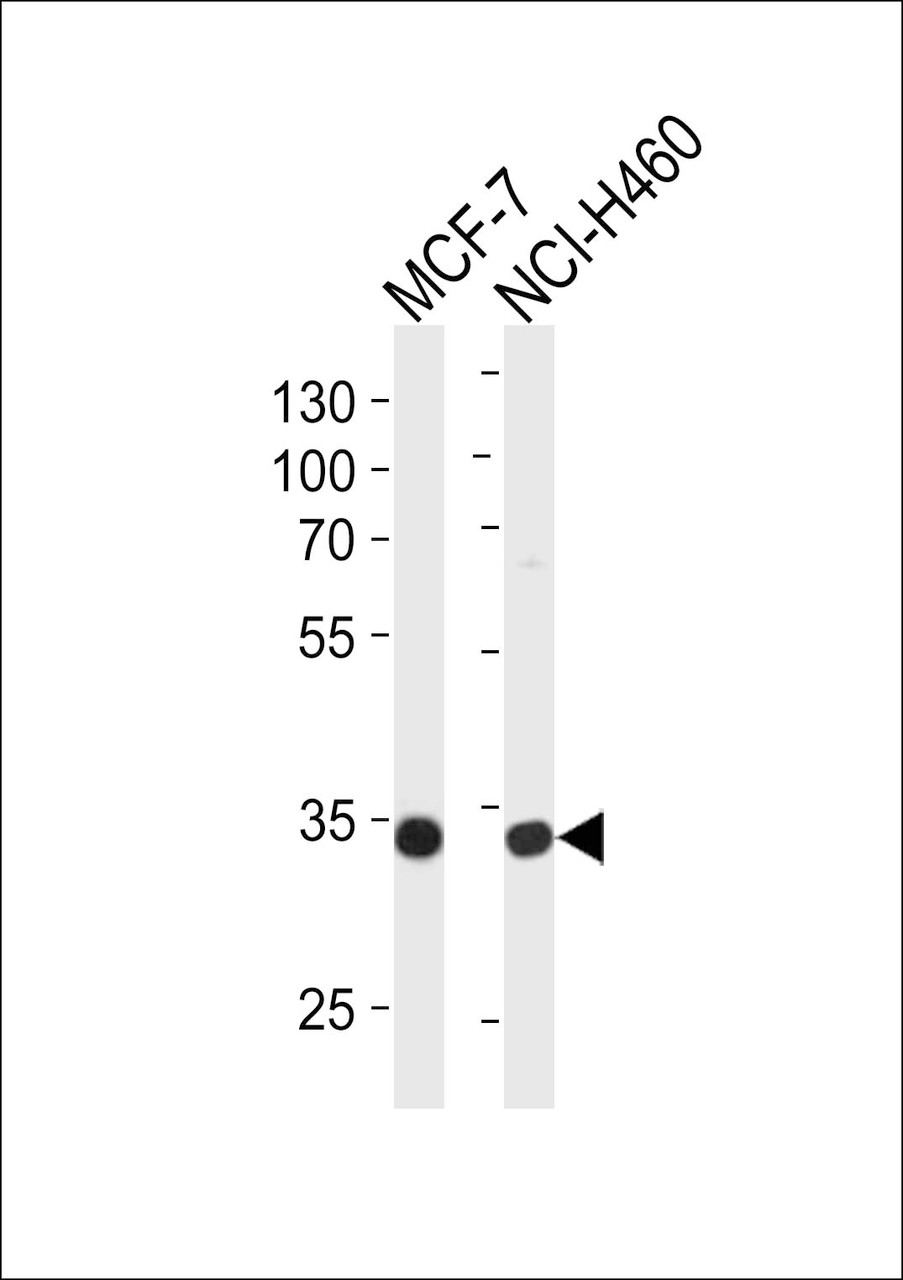 Western blot analysis of lysates from MCF-7, NCI-H460 cell line (from left to right) , using TAZ Antibody at 1:1000 at each lane.