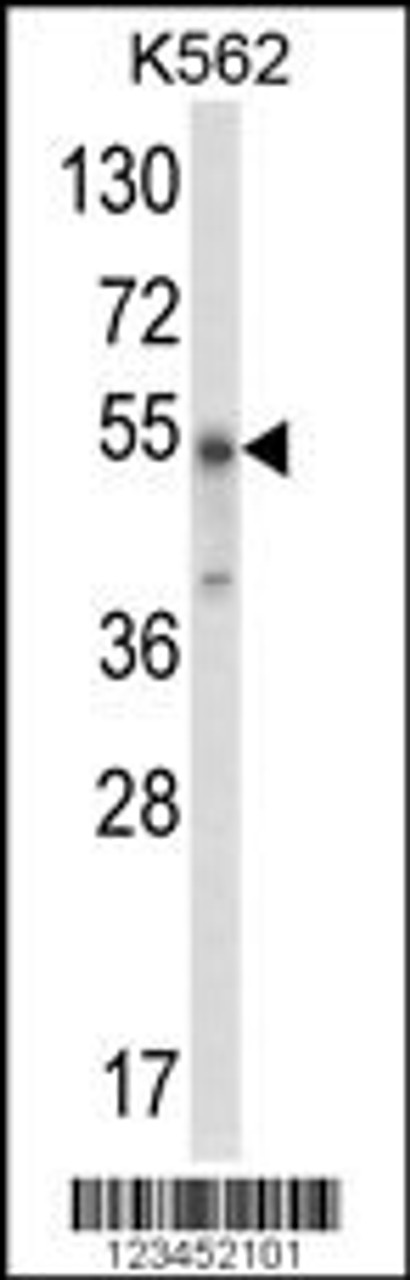 Western blot analysis of WDSUB1 Antibody in K562 cell line lysates (35ug/lane)