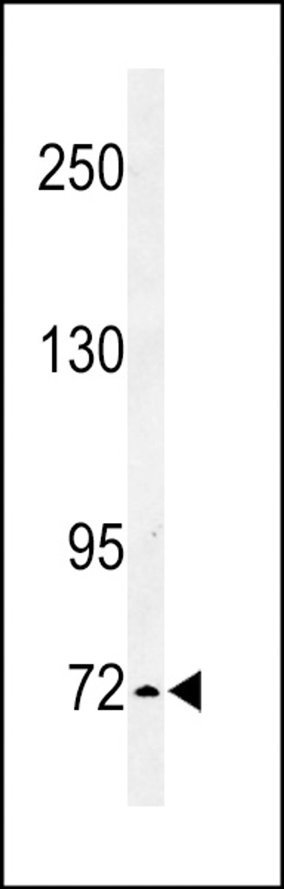 Western blot analysis of IL1RAPL2 Antibody in K562 cell line lysates (35ug/lane)