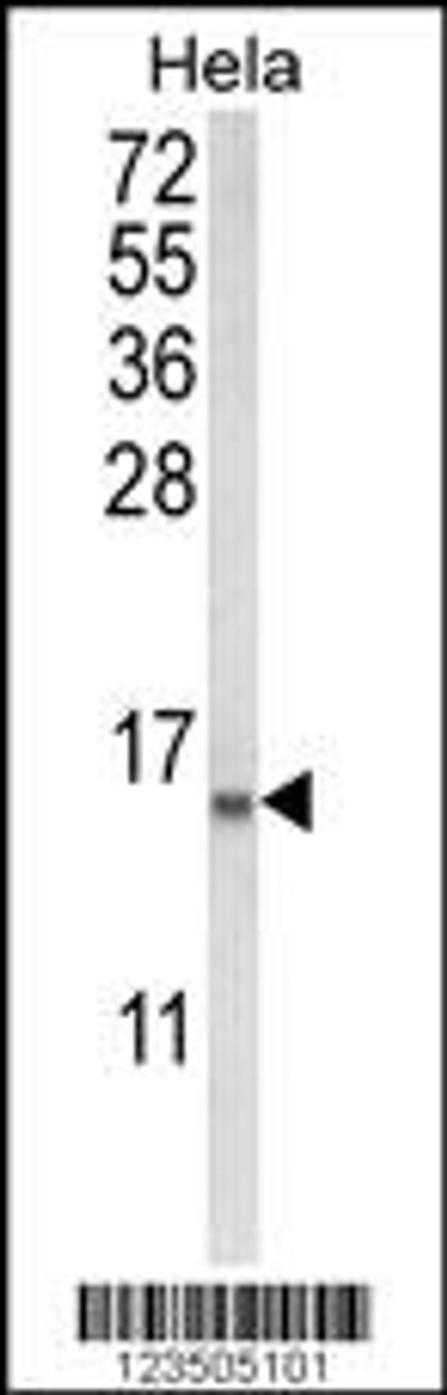 Western blot analysis of COTL1 Antibody in Hela cell line lysates (35ug/lane)