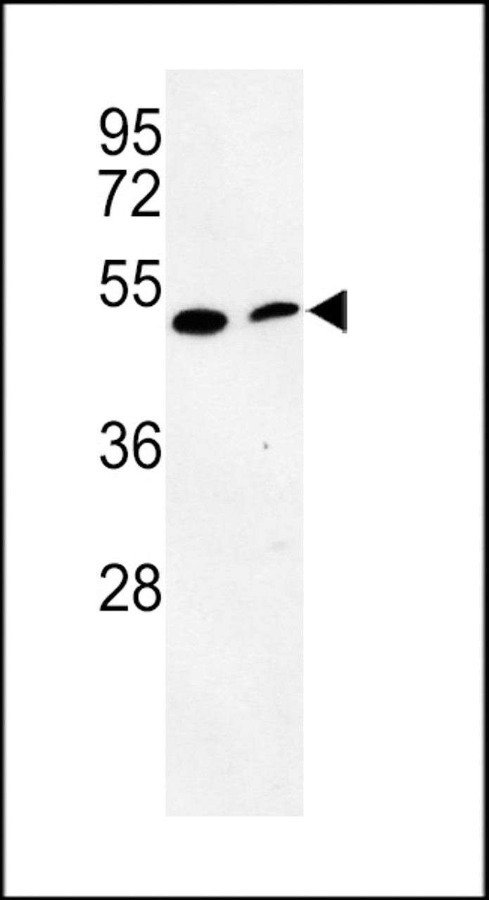 Western blot analysis of PISD Antibody in mouse cerebellum tissue and mouse NIH-3T3 cell line lysates (35ug/lane)