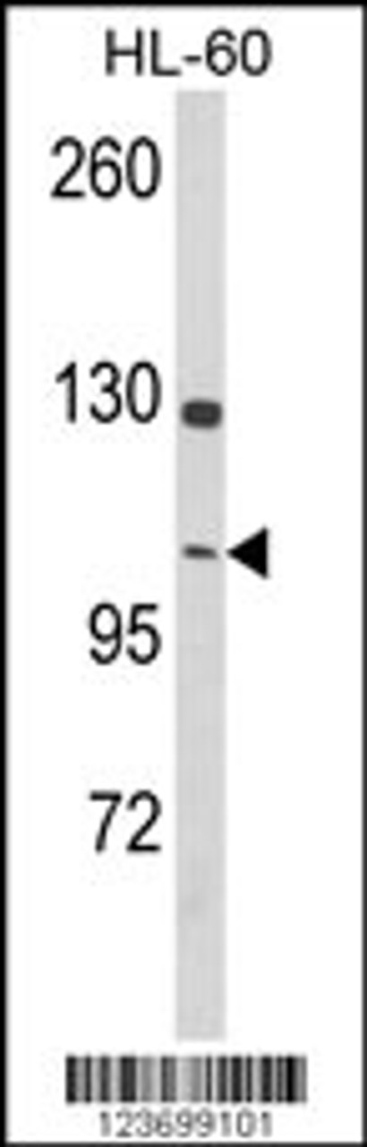 Western blot analysis of DNM3 Antibody in HL-60 cell line lysates (35ug/lane)
