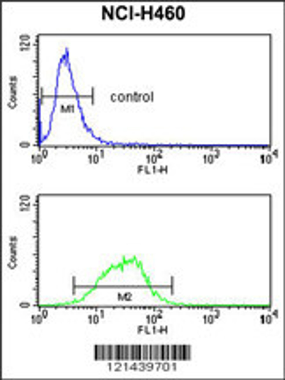 Flow cytometry analysis of NCI-H460 cells (bottom histogram) compared to a negative control cell (top histogram) .FITC-conjugated goat-anti-rabbit secondary antibodies were used for the analysis.