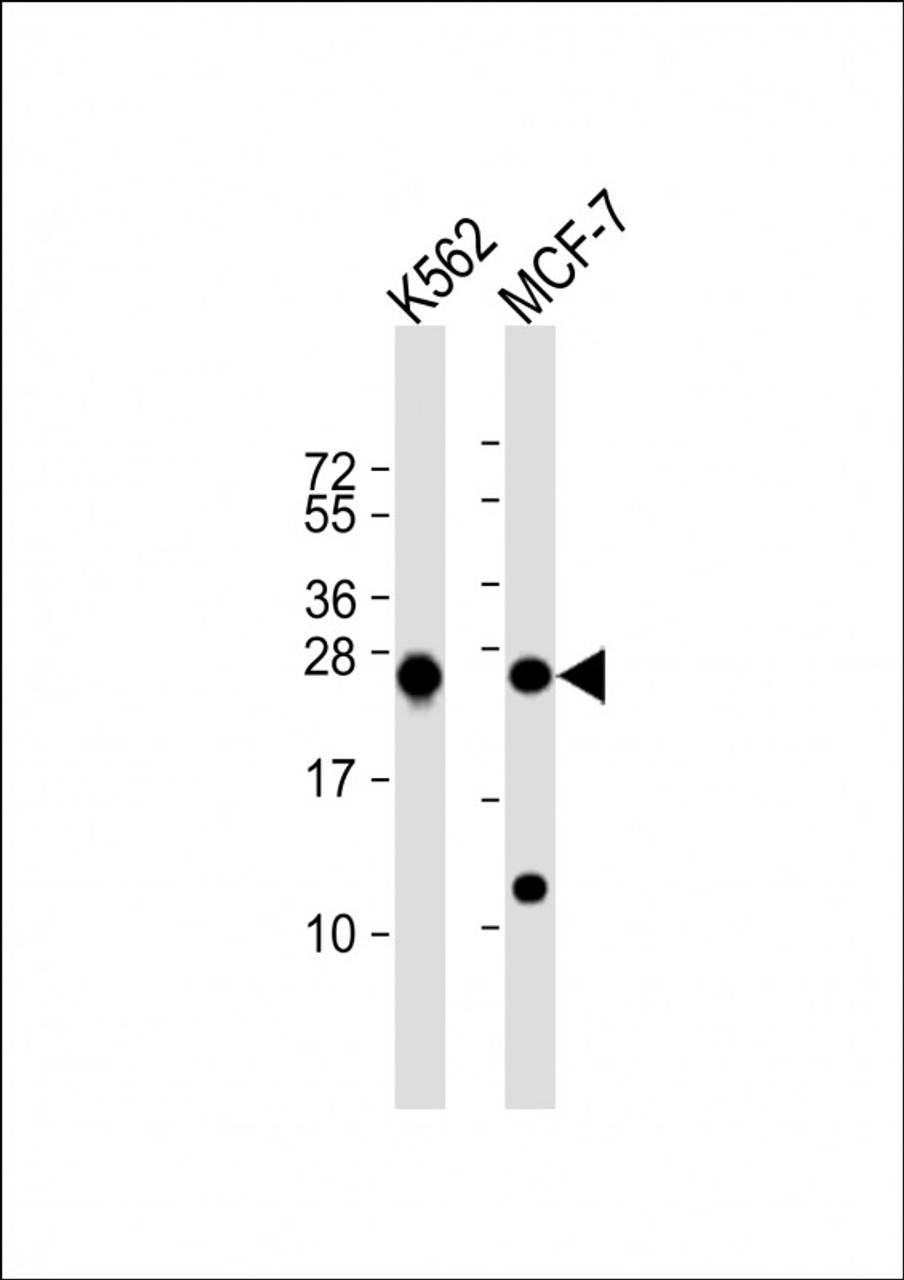 Western Blot at 1:1000 dilution Lane 1: K562 whole cell lysate Lane 2: MCF-7 whole cell lysate Lysates/proteins at 20 ug per lane.