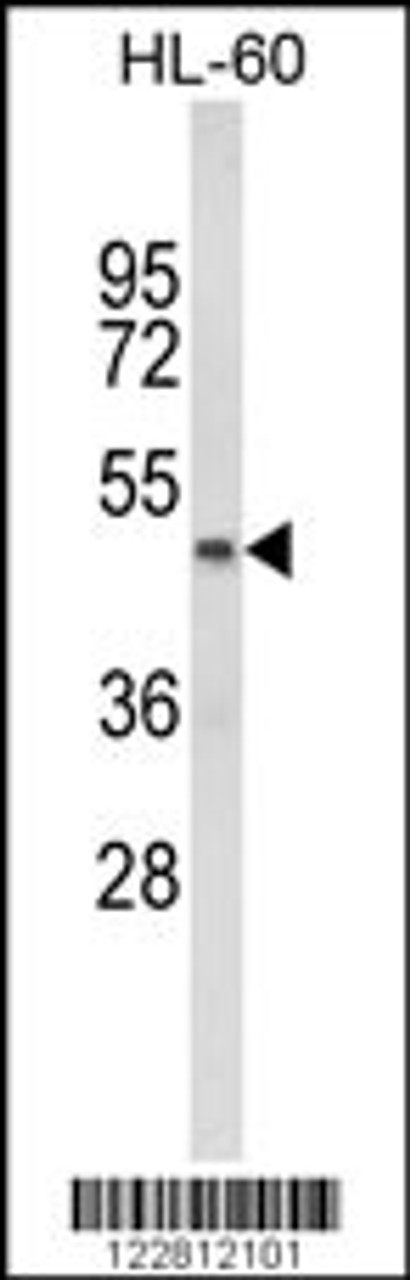 Western blot analysis of PTGER2 Antibody in HL-60 cell line lysates (35ug/lane)