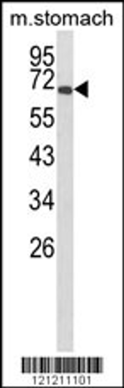 Western blot analysis of GLIS1 Antibody in mouse stomach tissue lysates (35ug/lane)