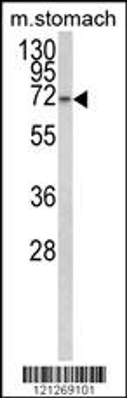 Western blot analysis of TCERG1L Antibody in mouse stomach tissue lysates (35ug/lane)