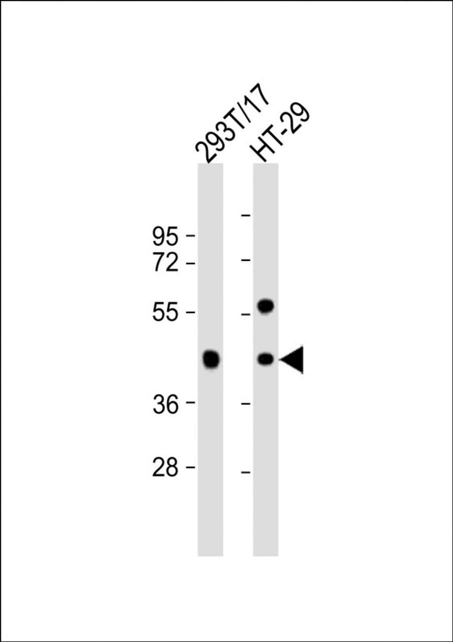 Western Blot at 1:1000 dilution Lane 1: 293T/17 whole cell lysate Lane 2: HT-29 whole cell lysate Lysates/proteins at 20 ug per lane.