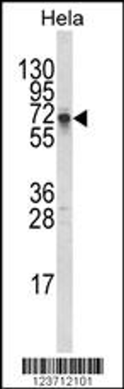 Western blot analysis of DTX1 Antibody in Hela cell line lysates (35ug/lane)