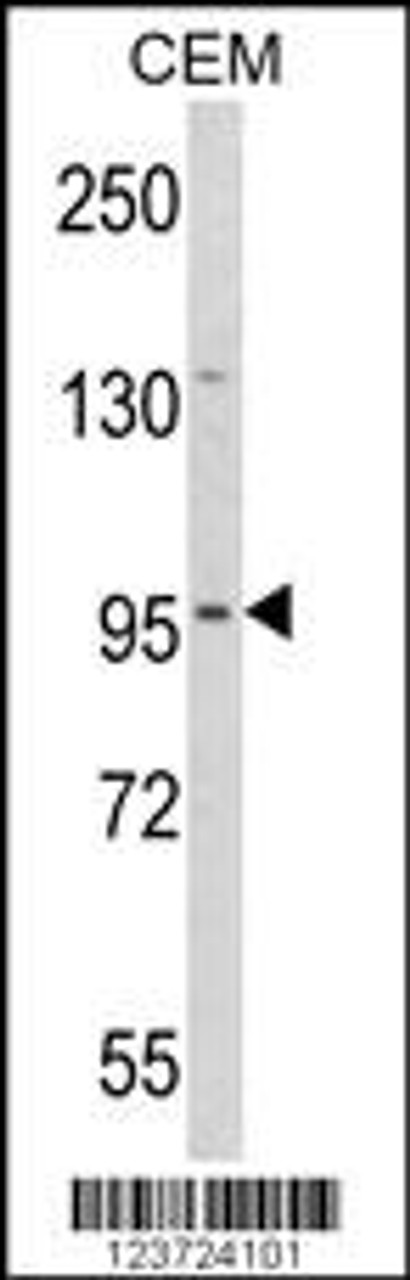 Western blot analysis of DZIP1 Antibody in CEM cell line lysates (35ug/lane)