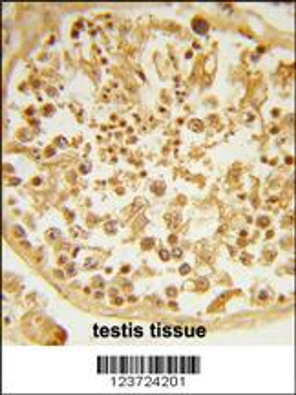 Formalin-fixed and paraffin-embedded human testis tissue reacted with DZIP1 Antibody, which was peroxidase-conjugated to the secondary antibody, followed by DAB staining.