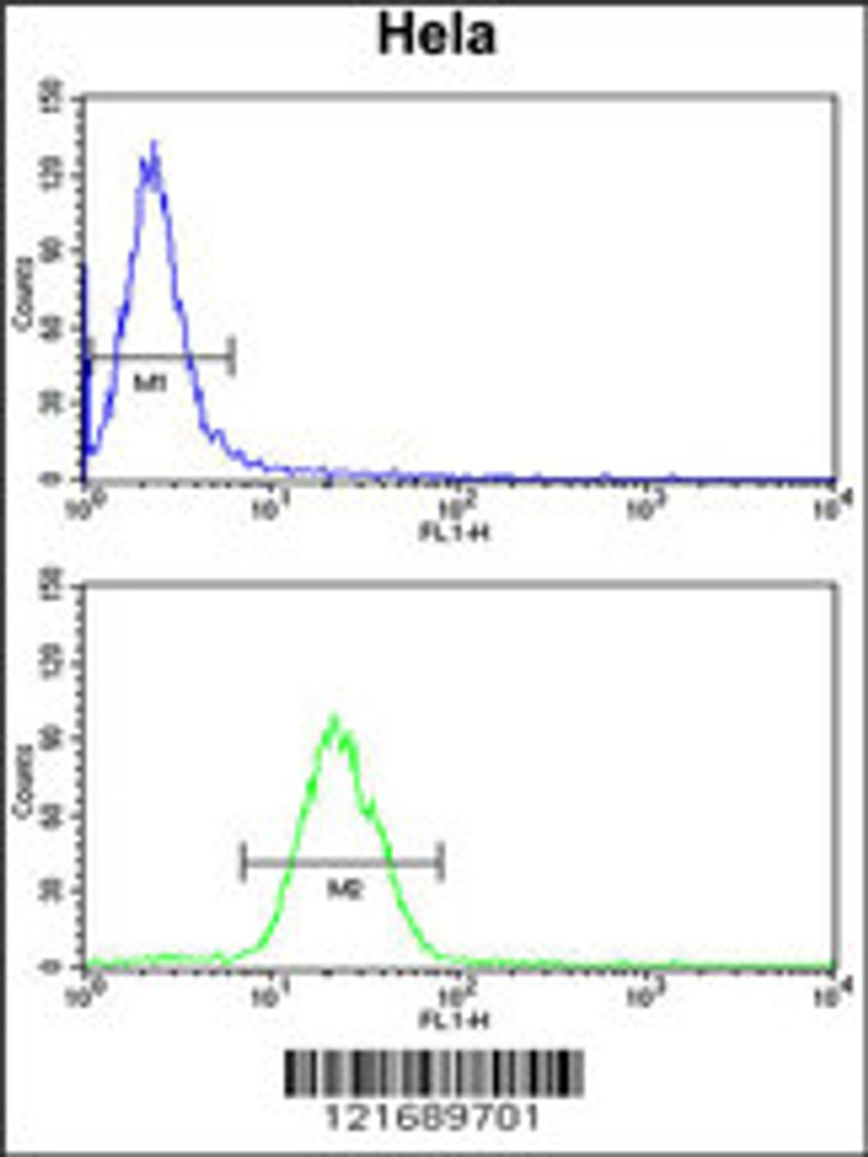 Flow cytometry analysis of Hela cells (bottom histogram) compared to a negative control cell (top histogram) . FITC-conjugated goat-anti-rabbit secondary antibodies were used for the analysis.