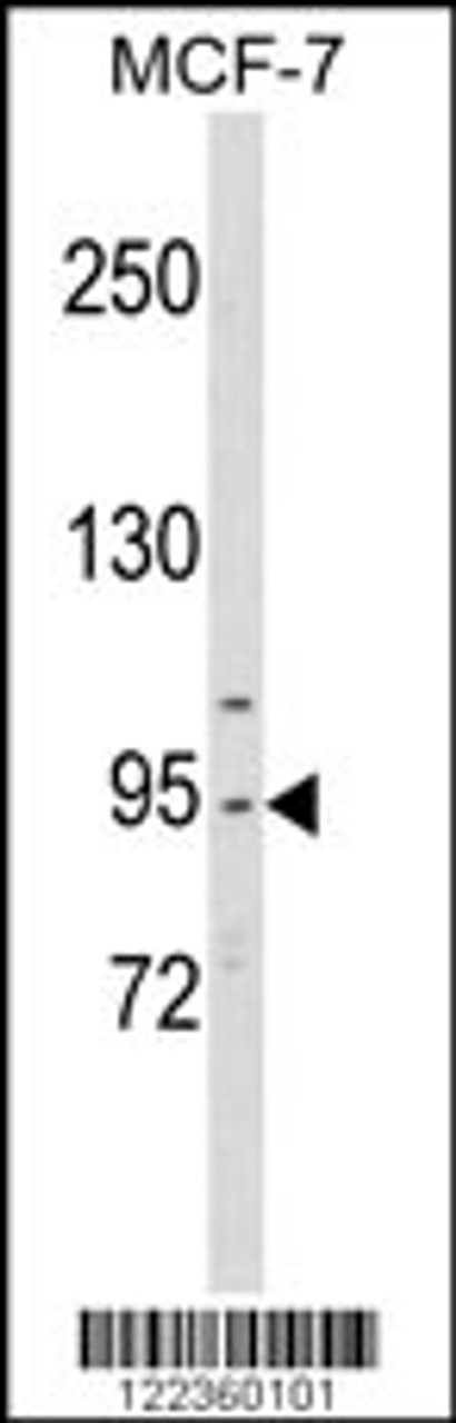 Western blot analysis of CDC5L Antibody in MCF-7 cell line lysates (35ug/lane)