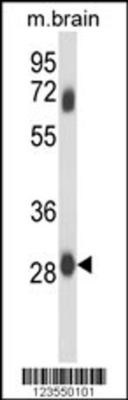 Western blot analysis of FCGR2C Antibody in mouse brain tissue lysates (35ug/lane)