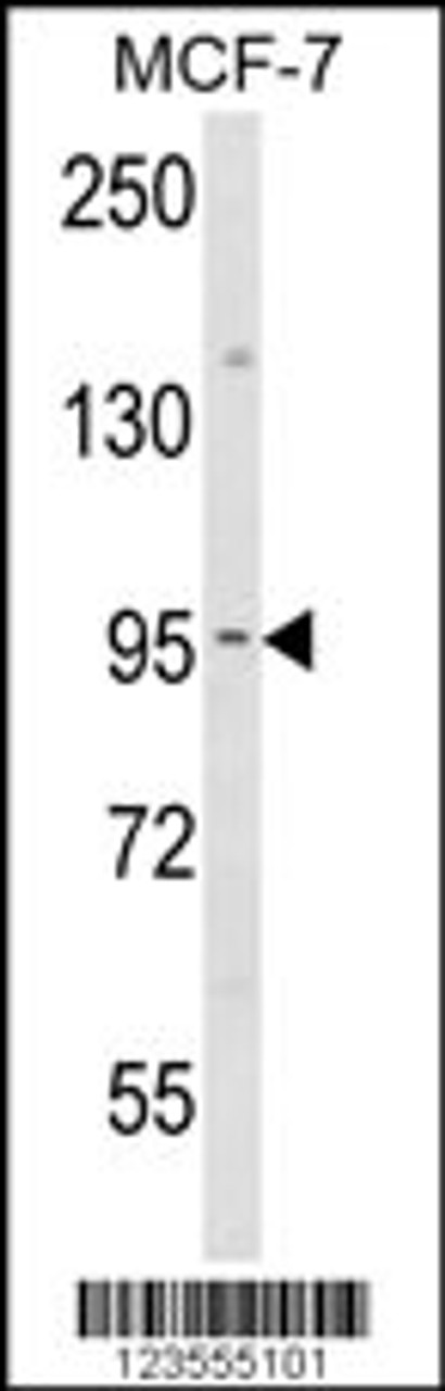 Western blot analysis of JUP Antibody in MCF-7 cell line lysates (35ug/lane)
