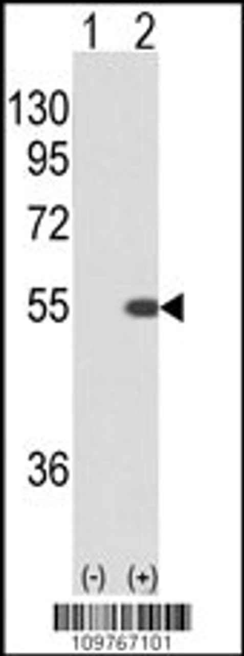 Western blot analysis of STK40 using rabbit polyclonal STK40 using 293 cell lysates (2 ug/lane) either nontransfected (Lane 1) or transiently transfected with the STK40 gene (Lane 2) .