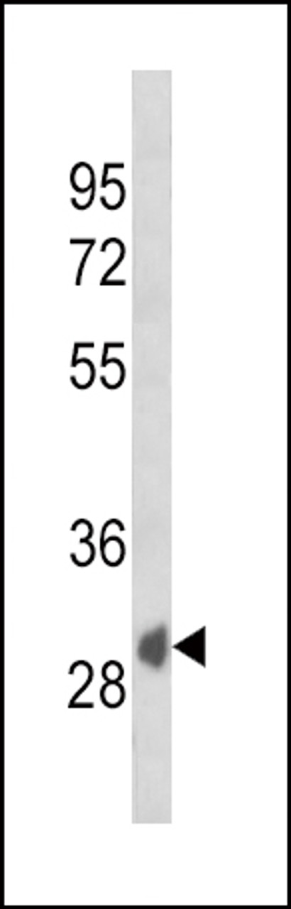 Western blot analysis of SFRP1 Antibody in K562 cell line lysates (35ug/lane)