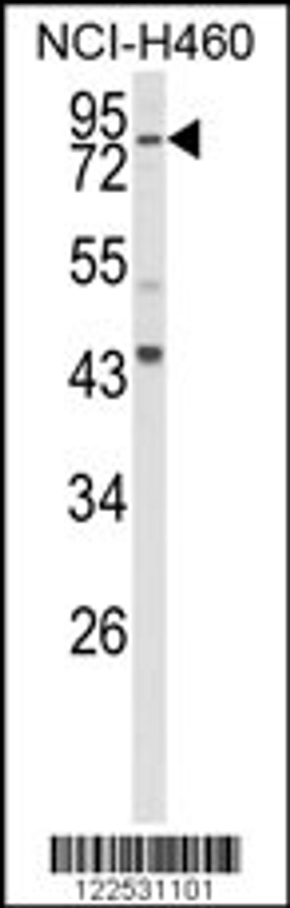 Western blot analysis of SPG20 Antibody in NCI-H460 cell line lysates (35ug/lane)