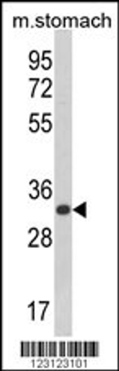 Western blot analysis of CDIPT Antibody in mouse stomach tissue lysates (35ug/lane)