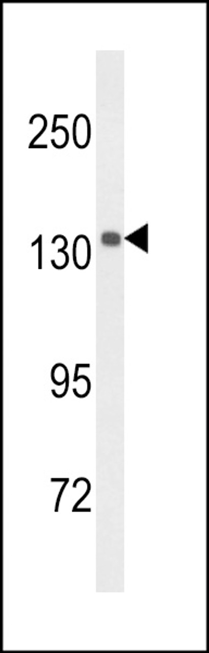 Western blot analysis of UTY Antibody in mouse brain tissue lysates (35ug/lane)
