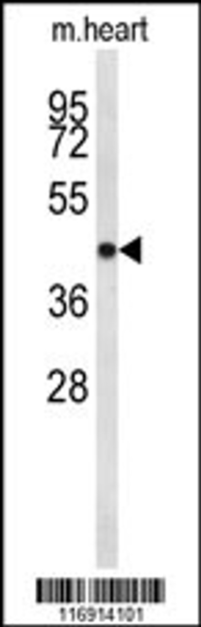 Western blot analysis of CDC2L6 Antibody in mouse heart tissue lysates (35ug/lane)