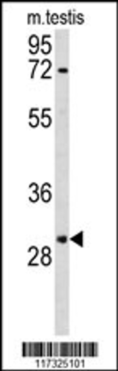 Western blot analysis of RPA2 Antibody in mouse testis tissue lysates (35ug/lane)