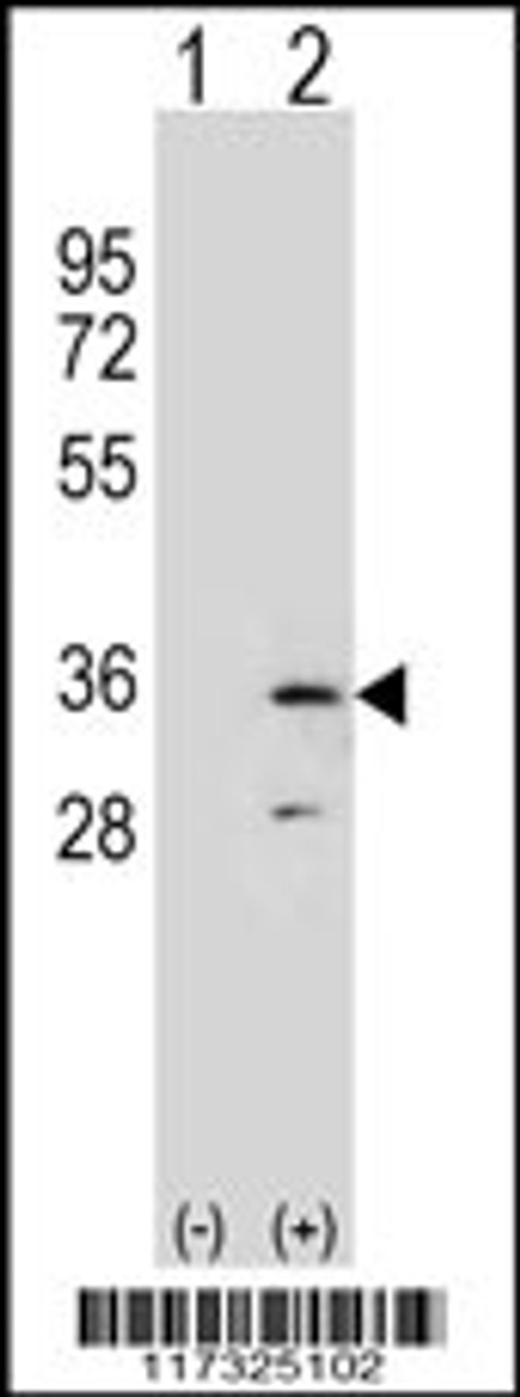 Western blot analysis of RPA2 using rabbit polyclonal RPA2 Antibody using 293 cell lysates (2 ug/lane) either nontransfected (Lane 1) or transiently transfected (Lane 2) with the RPA2 gene.